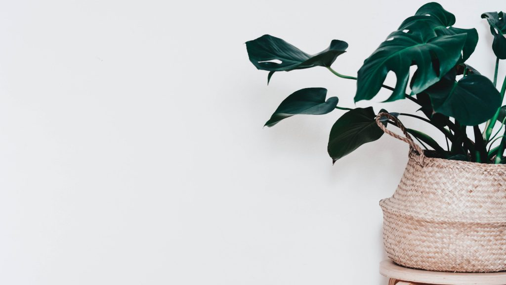 Eine Monstera in voller Pracht. Foto: Content Pixie / Unsplash