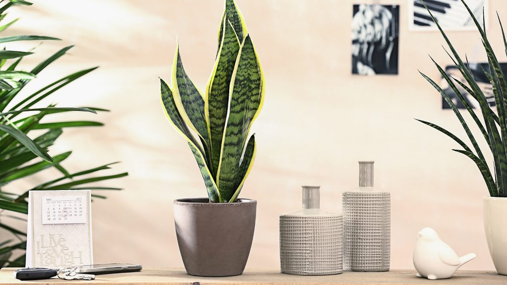 Bogenhanf. Foto: Dehner Garten Center / Flickr