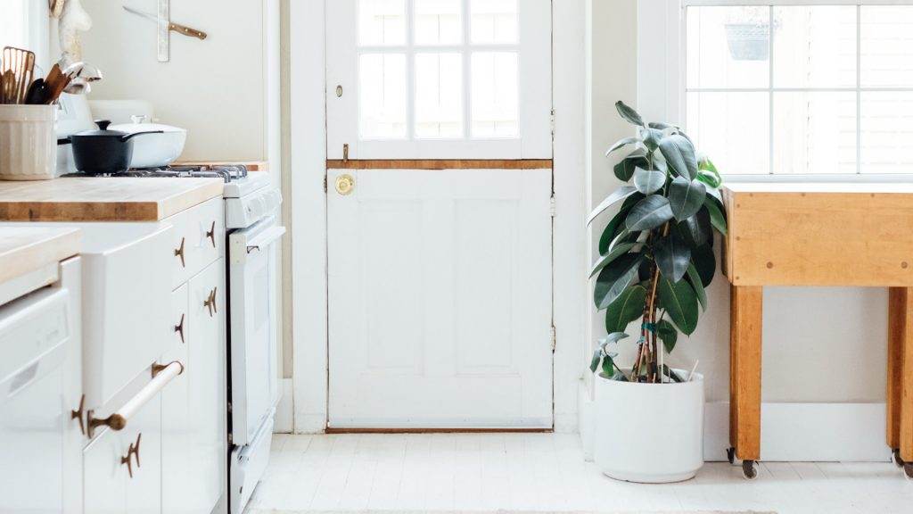 Ein Gummibaum, wie wir ihn wohl alle kennen. Foto: Paul Hanoaka / Unsplash