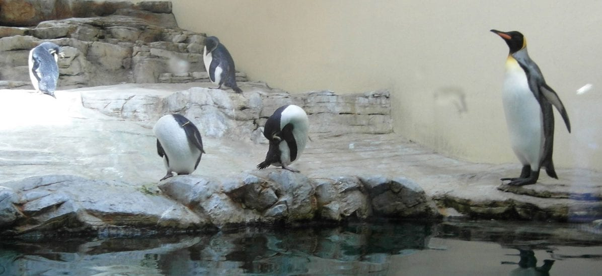 Die Pinguine im Tiergarten Schönbrunn haben es immer kühl. © Wikimedia